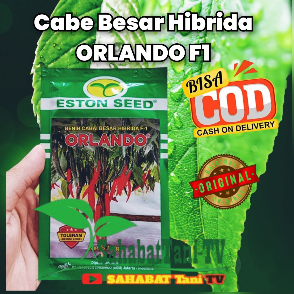 Cabe Merah Besar Orlando f1 isi 10 gr, BENIH CABE BESAR HIBRIDA F1 ORLANDO
Toleran terhadap serangan