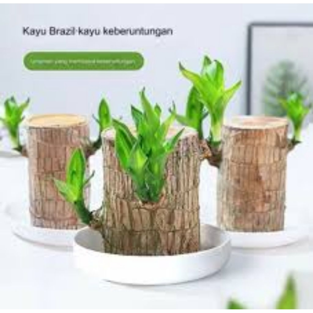 pohon hanjuang brazil pohon hiasan rumah