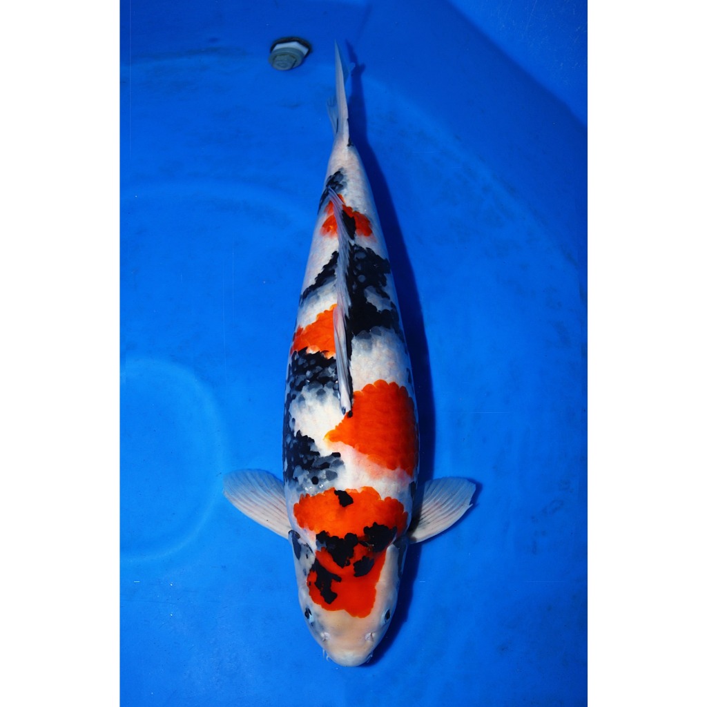 Koi Import Showa Isa Koi Farm Size 68 cm