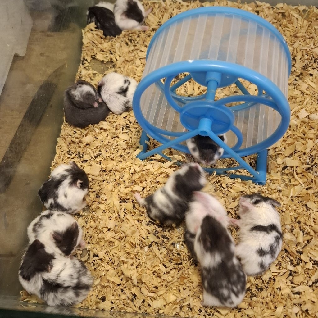 HAMSTER PANDA & KANDANG