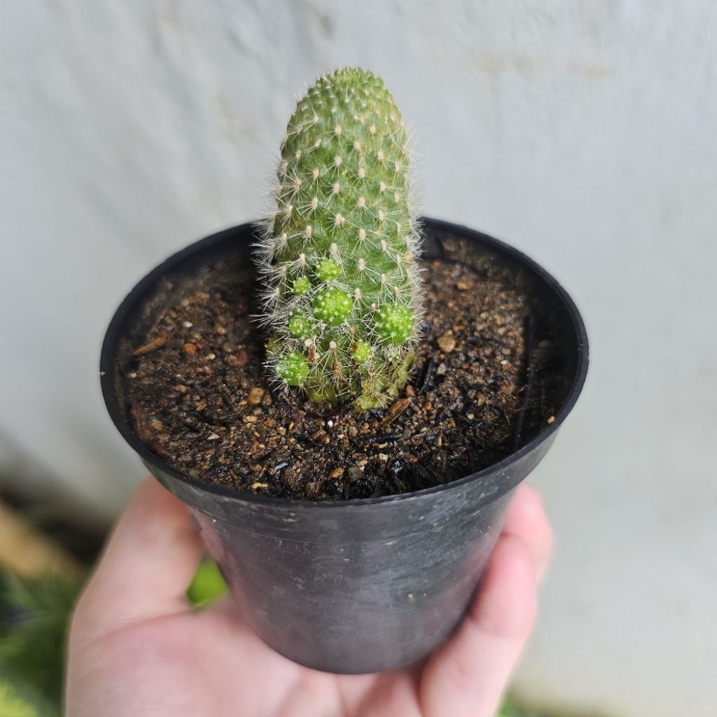 Paket KAKTUS SUKULEN Mini - Tumbuhan Hidup Tanaman Hias Asli Murah Makassar