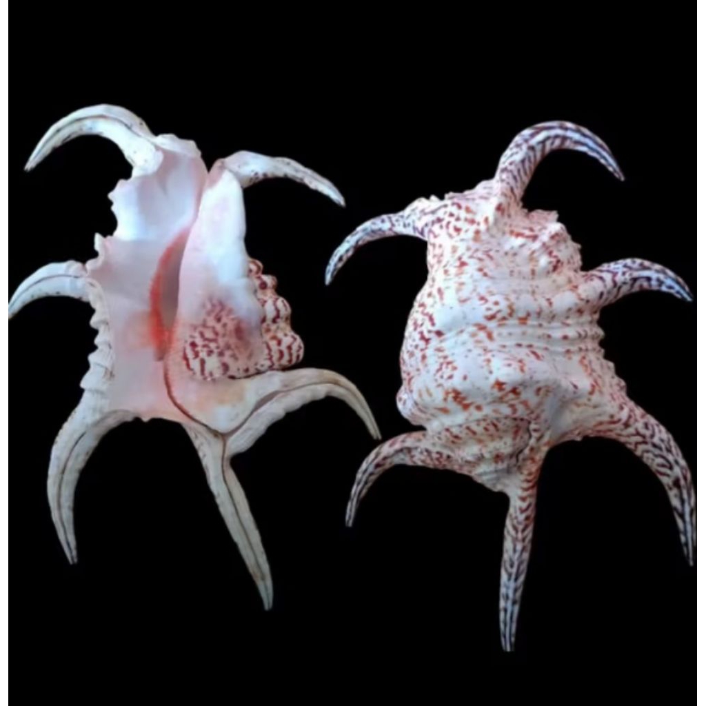 cangkang kerang lambis/kempang ukuran besar