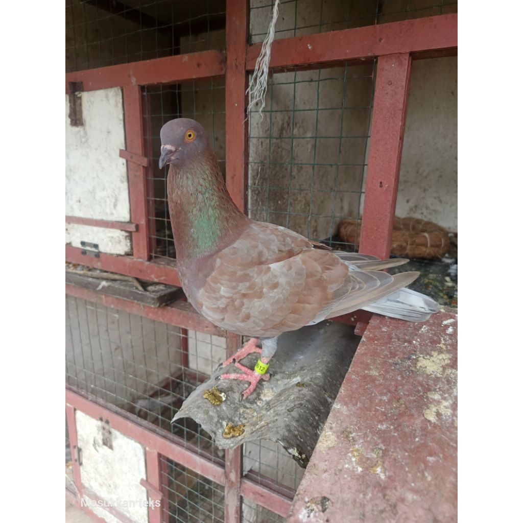 burung merpati balap si 25 lar2 bahan latih sepasang