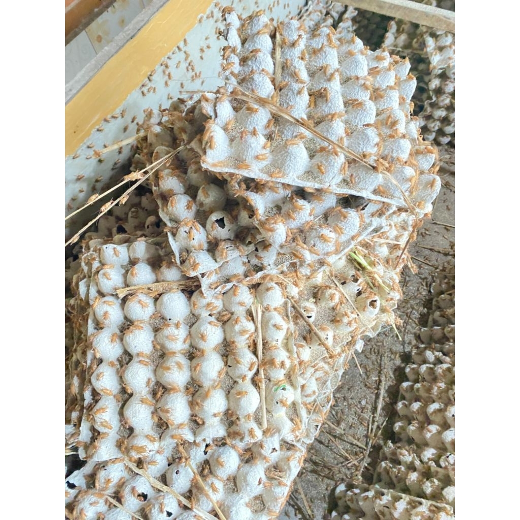 Telur jangkrik madu kunyit 400gram - 500gram [ kwalitas super kuning ]