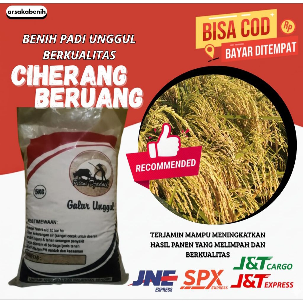 benih padi Ciherang beruang kemasan 5kg benih padi Ciherang beruang