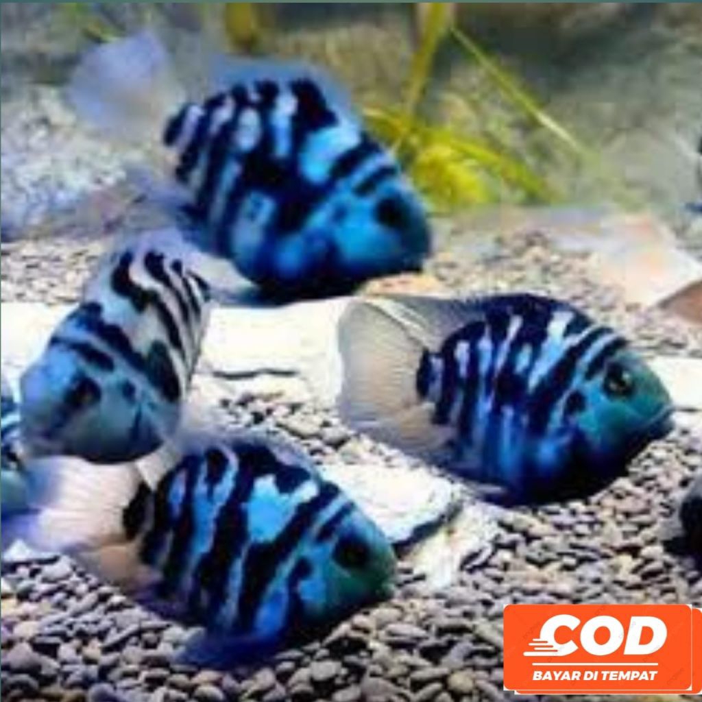 hiasan blue polar blue polar