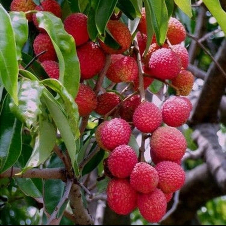 Bibit Leci Unggul Usia 1 Tahun tinggi 30-50 cm Cepat Berbuah, Bibit Sehat Siap Tanam Tabulampot Poly