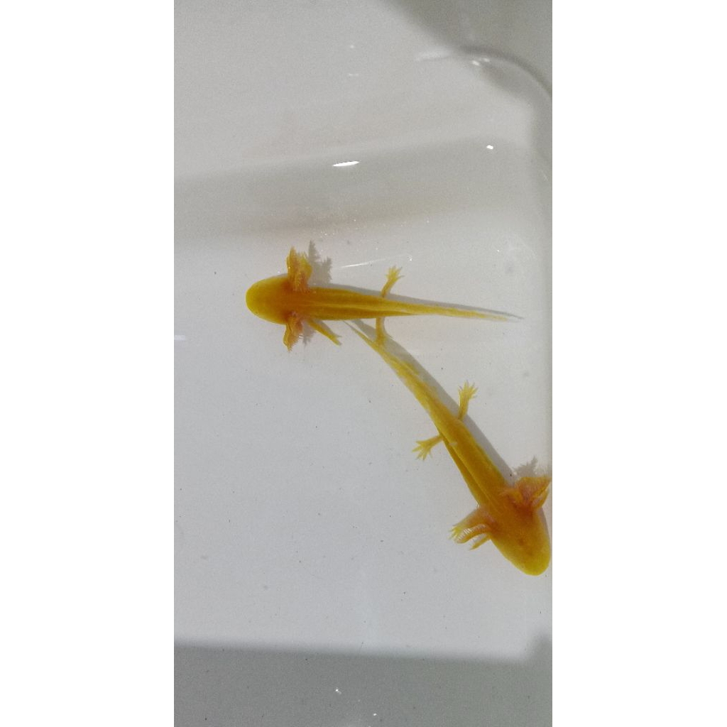 dekorasi aquarium mainan ikan axolotl golden