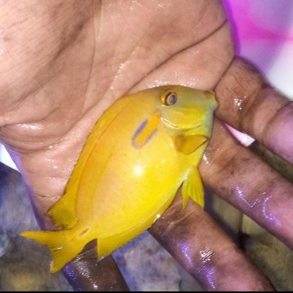 ikan hias laut botana kapsul kuning