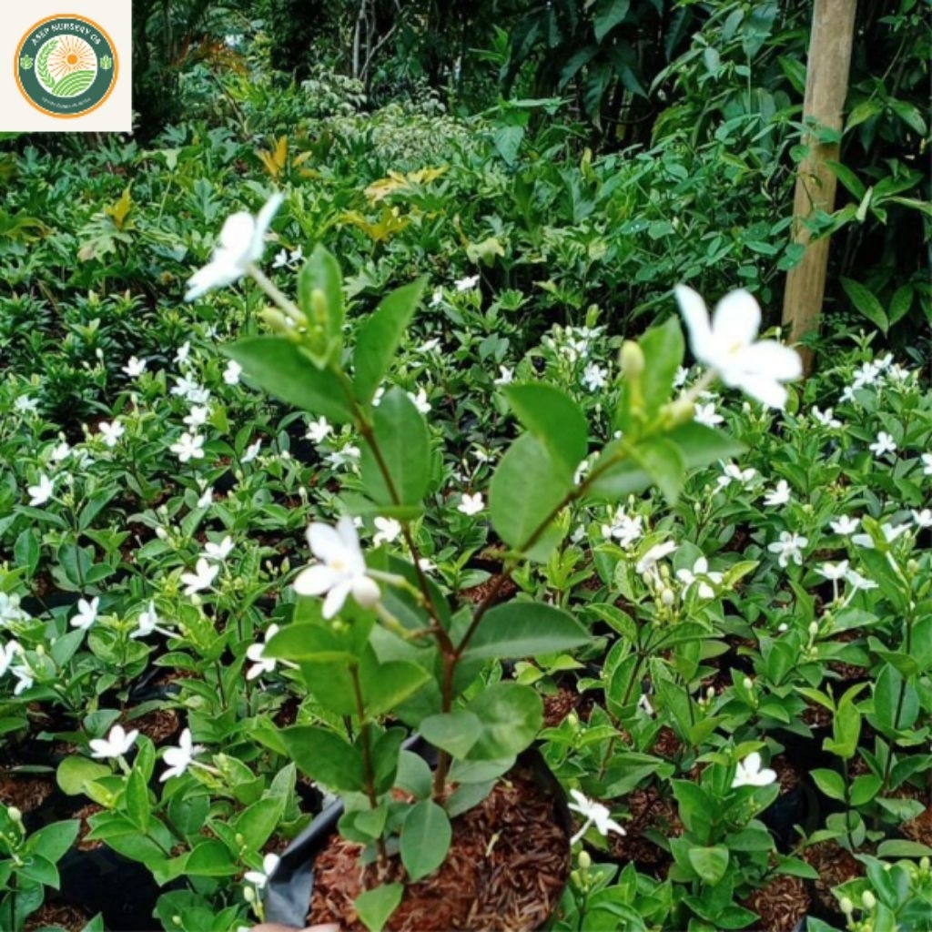 Tanaman Hias Hidup Bunga Melati Jasmine Bunga Putih Harum Termurah Berkualitas