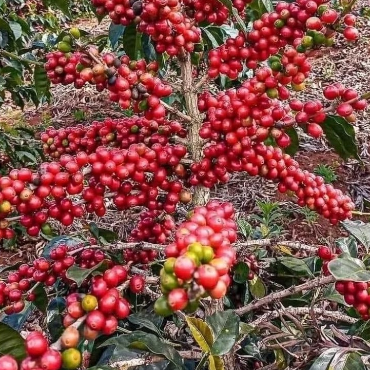 biji kopi  /  benih kopi arabika ateng PAPANDAYAN super siap semai