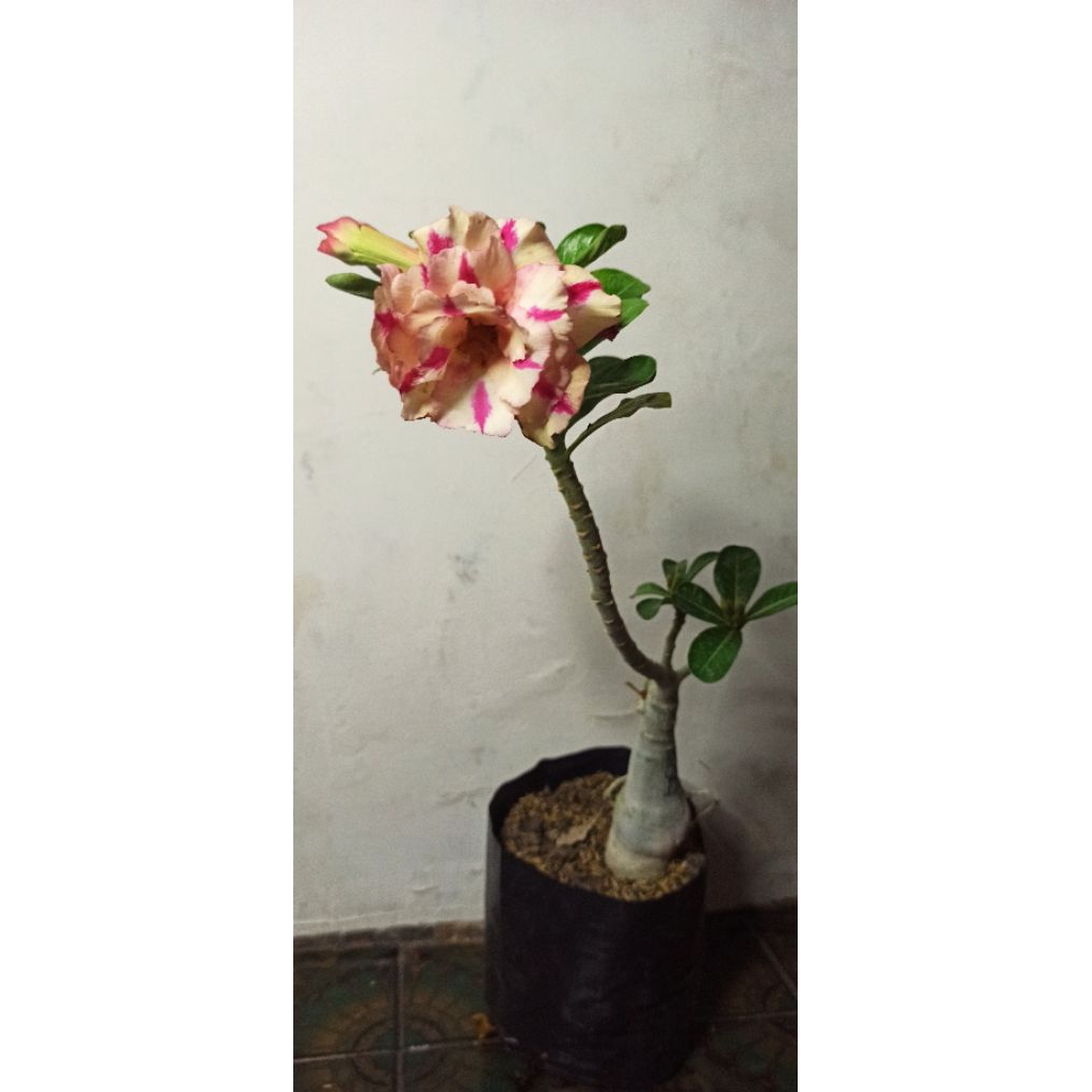 Adenium ID Butterfly Dream Sudah Berbunga - Bunga Tumpuk
