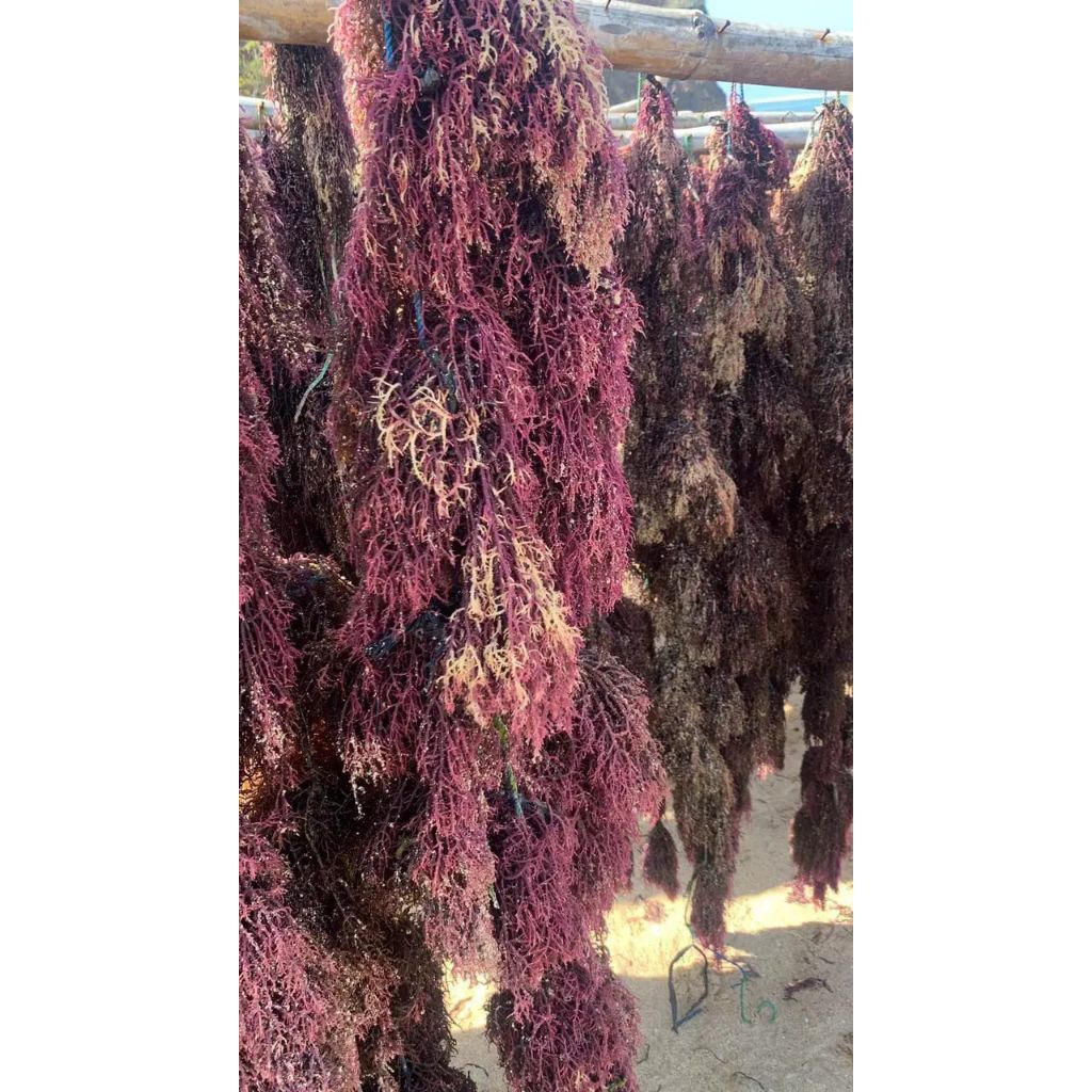 RUMPUT LAUT KERING 1 KG