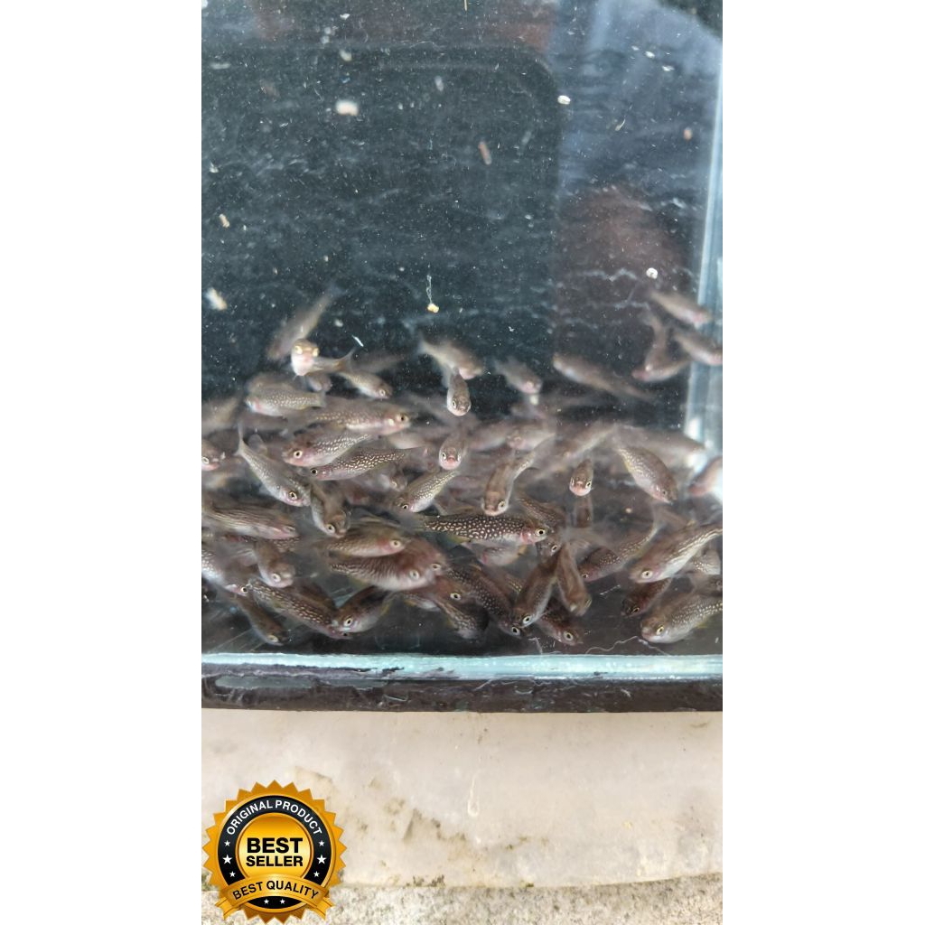 Rasbora Galaxy siap produksi