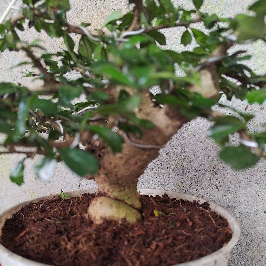 Bonsai Hokianti micro, siap pajang sesuai foto