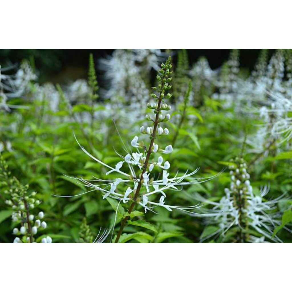 Tanaman Kumis Kucing / Tanaman Herbal Kumis Kucing