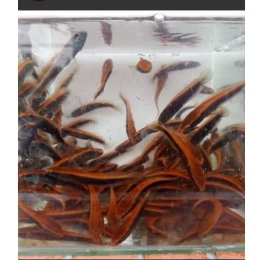 RED BARITO 50k promo by maulana aquatic