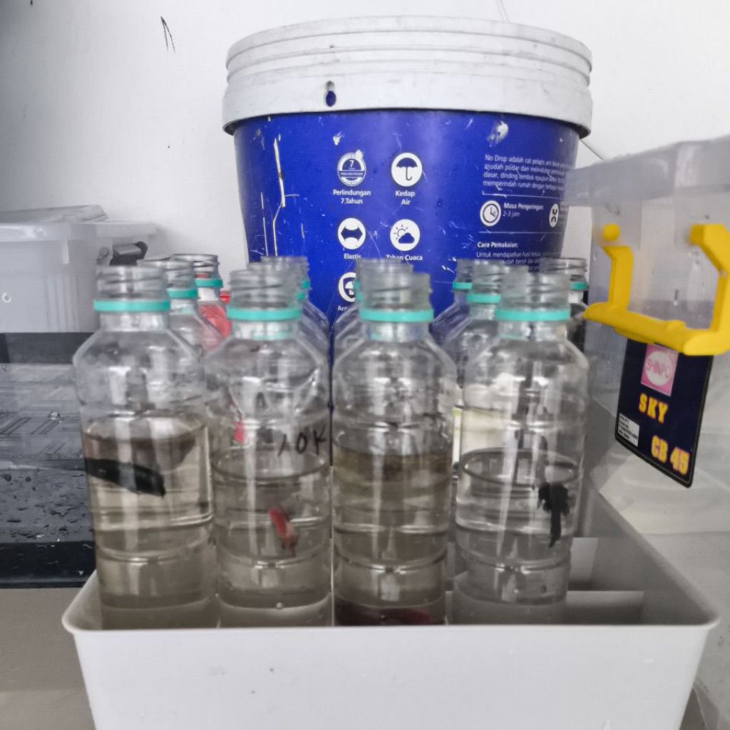 misteri box ikan cupang