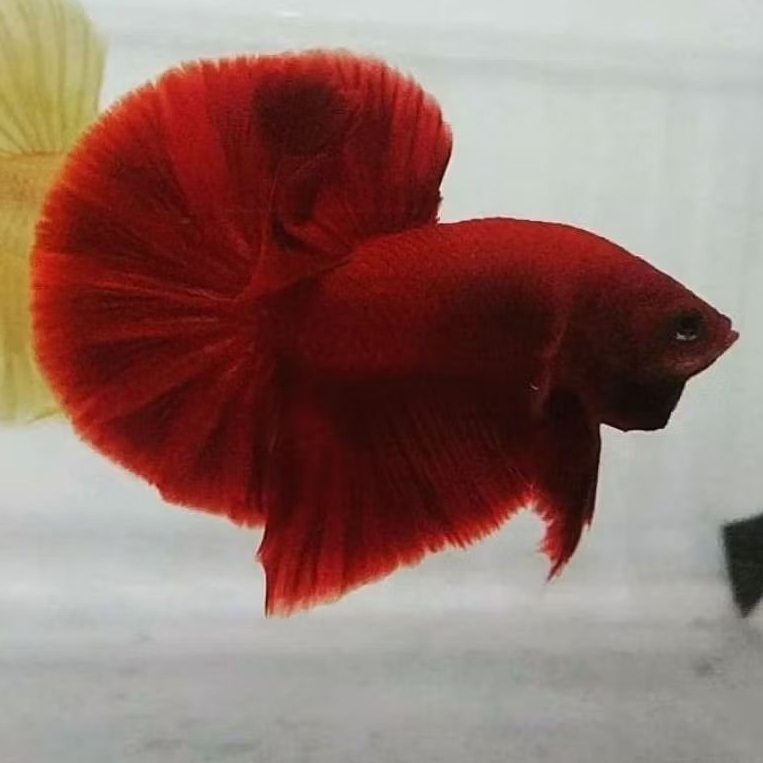 Cupang HMPK Super Red Bahanan Kontes – Warna Solid Merah Tajam