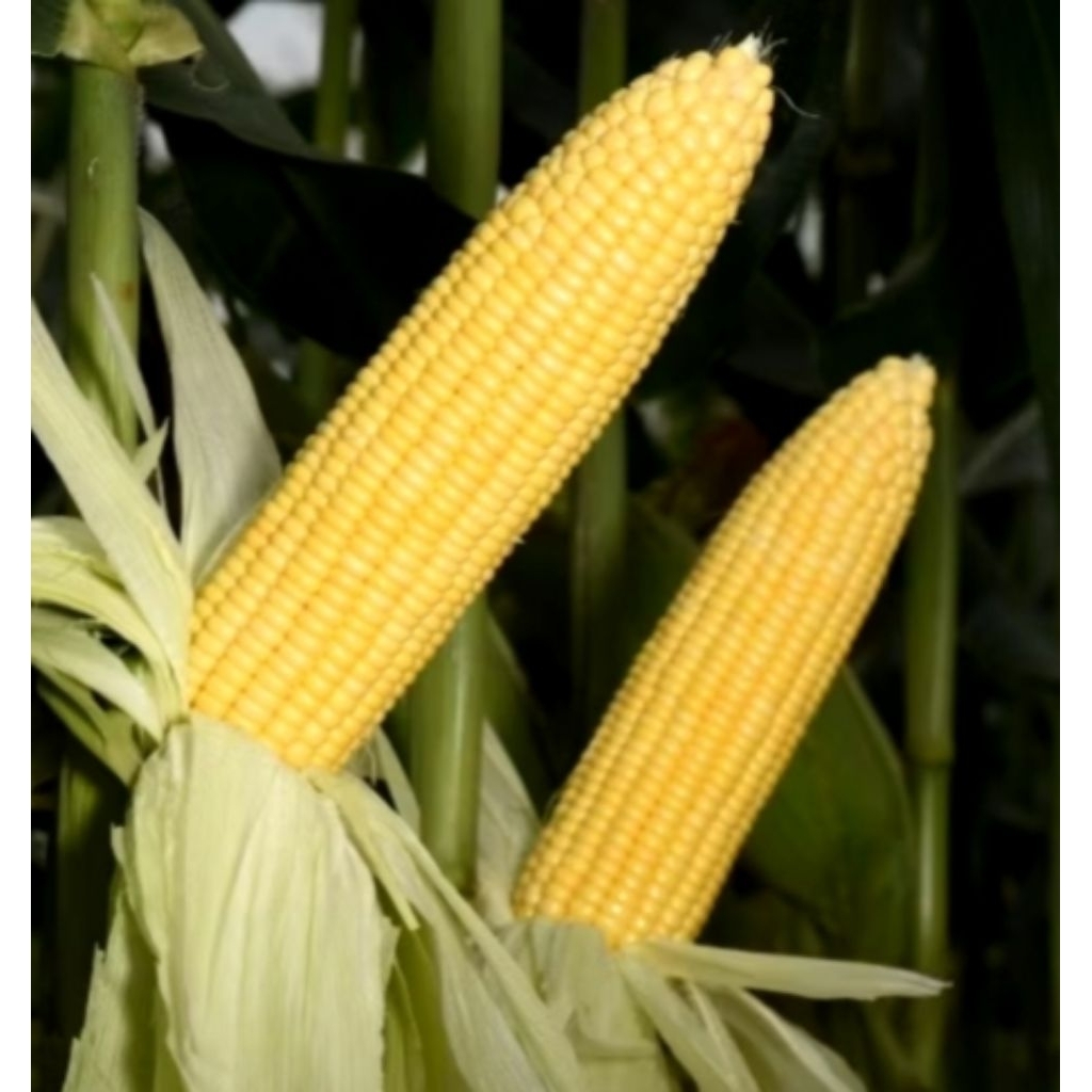 Repack (5 Biji) Benih Jagung Manis NB SUPER F1 Panah Merah