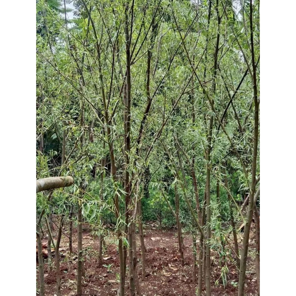 Pohon liang liu - tanaman liang liu 3 meter - pohon janda merana