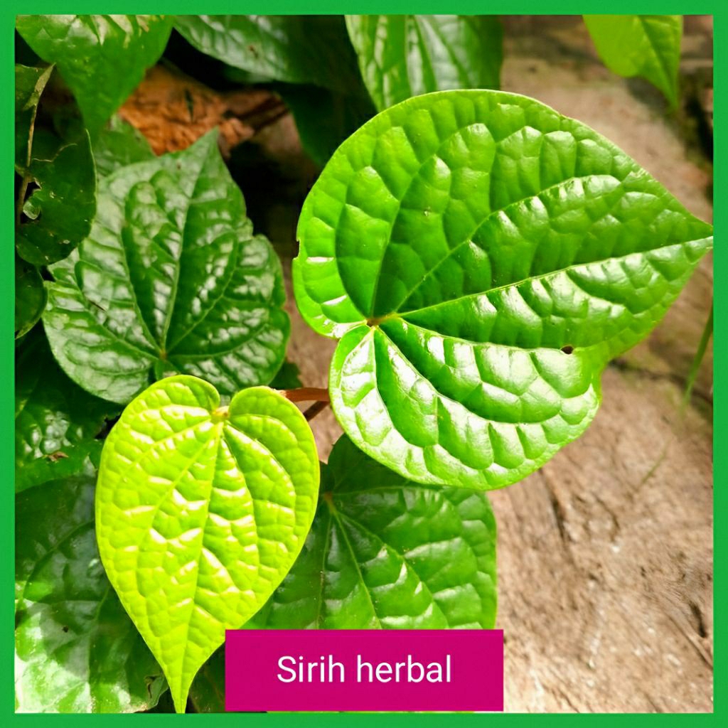 Tanaman Herbal Daun Sirih/Tanaman Daun Sirih