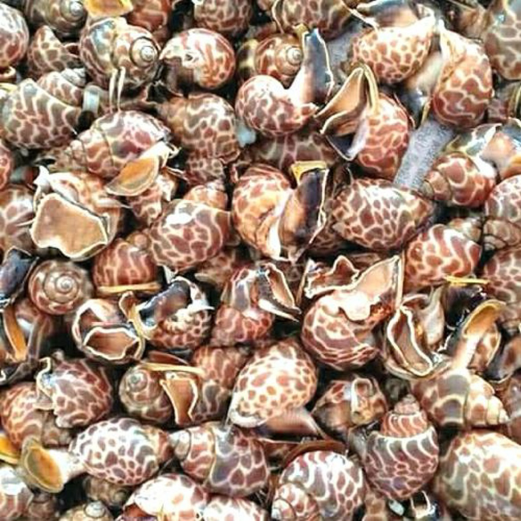 Kerang / Keong Macan Laut