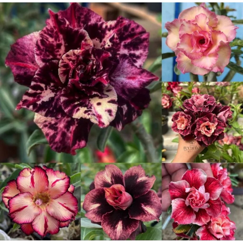 ADENIUM BUNGA TUMPUK SIZE B+ 4 pohon 4 warna