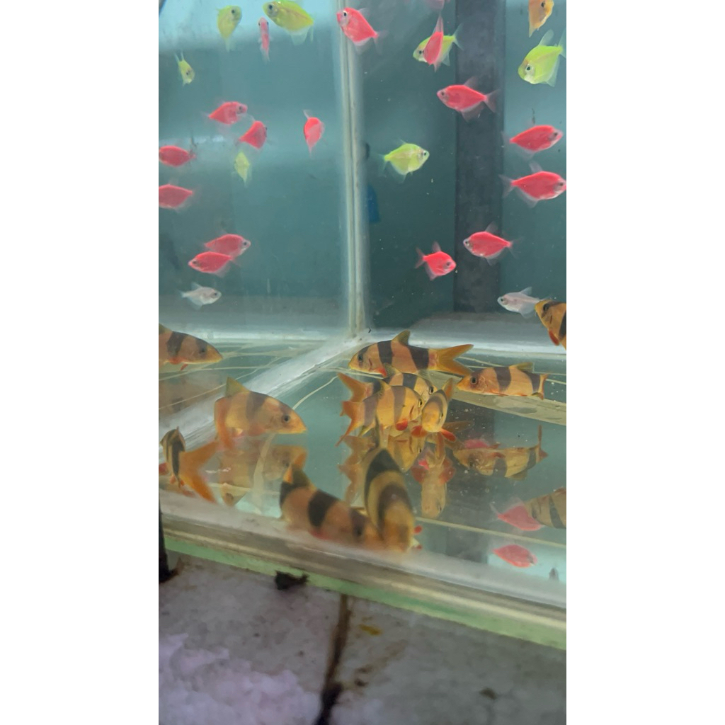 ikan botia / ikan badut air tawar