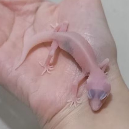 Custom Order Gecko Super Snow ( SS 25-7 )