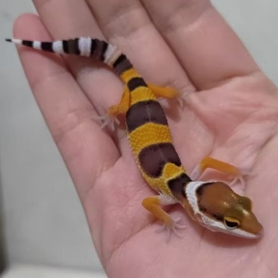 Custom Order Gecko SHTCTB ( TANG 25-9 )