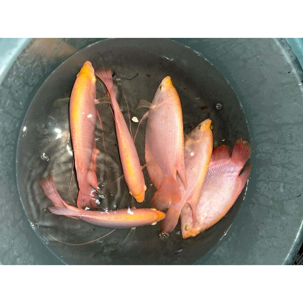 Ikan_Gurame_Padang_Hidup_5_jari