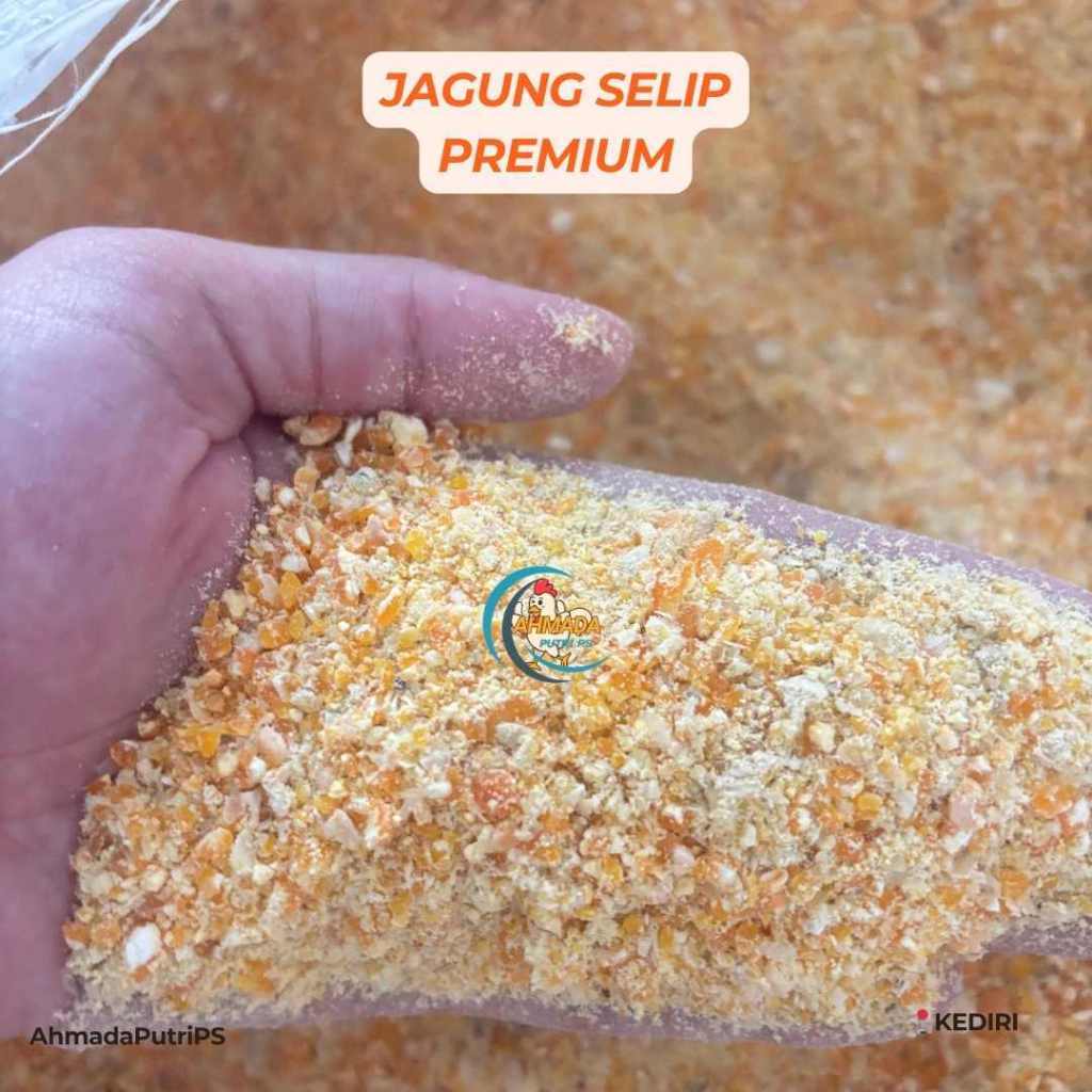 Jagung Selip Premium Pakan Ayam Kadar Air 17%