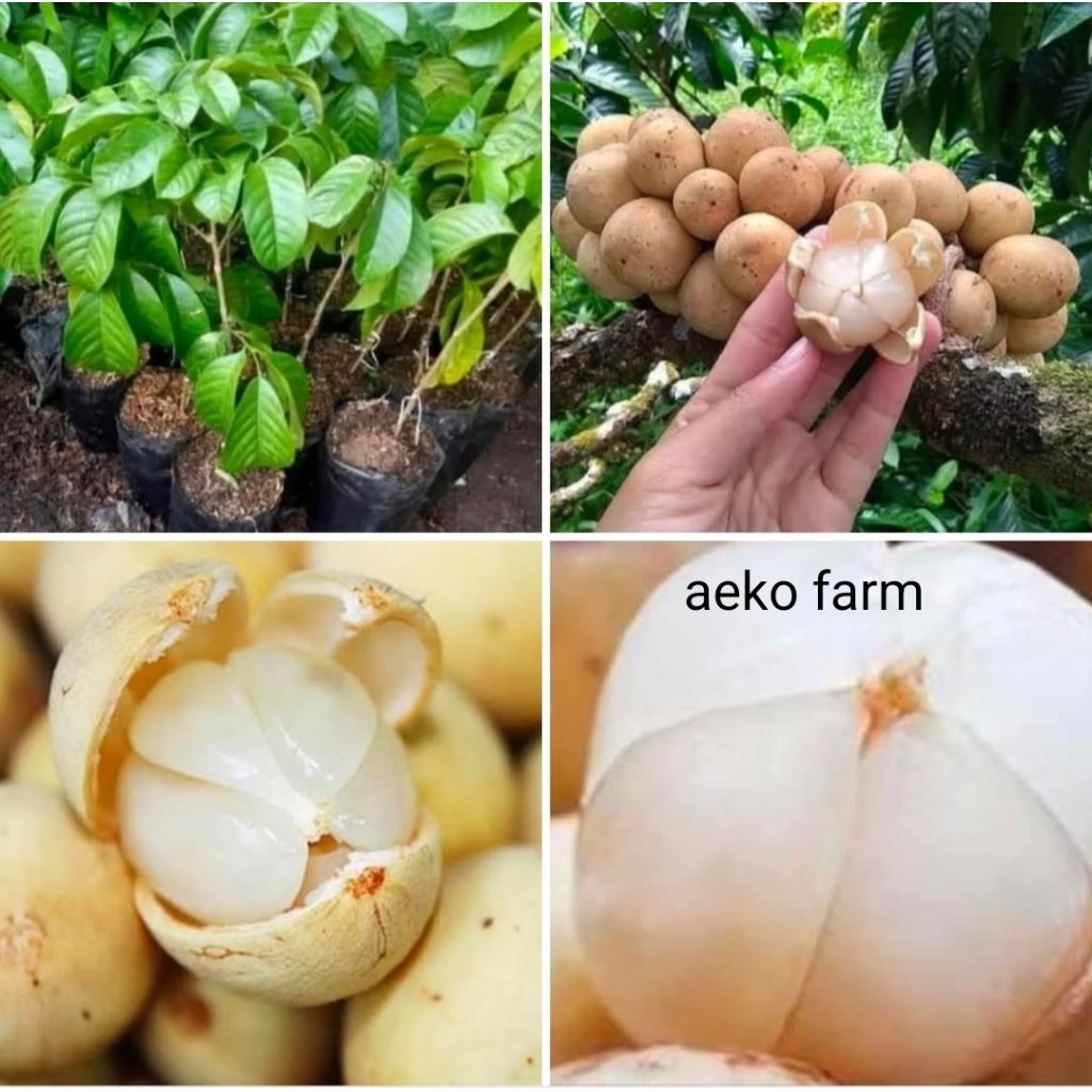 BIBIT DUKU MADU KOMERING PALEMBANG ASLI (Lansium Domesticum)