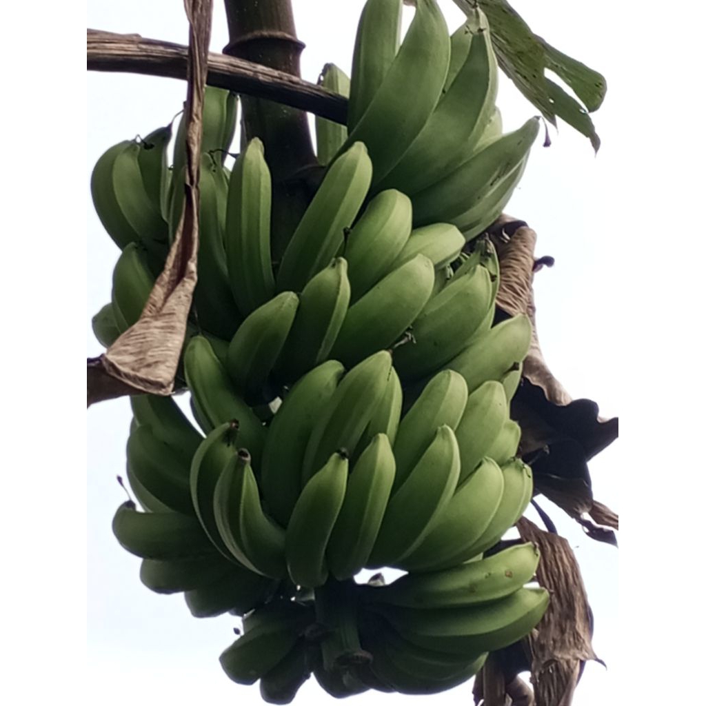 pisang raja nangka