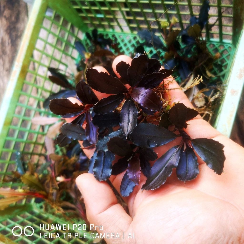 Bucephalandra Medusa Tanaman Akuarium Aquascape Paludarium