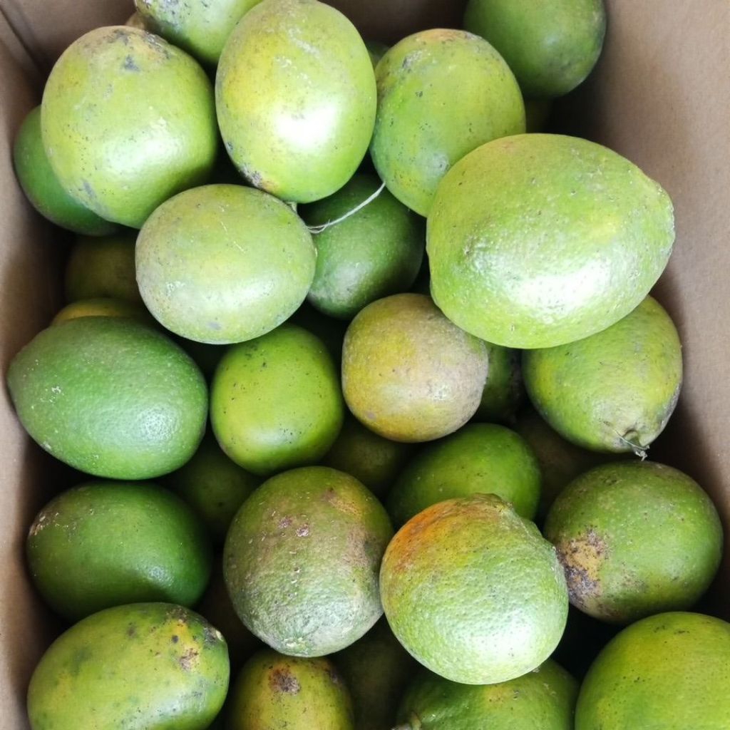 Lemon California 1 KG