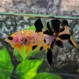 ikan cupang yellow koi cooper bahan cello
