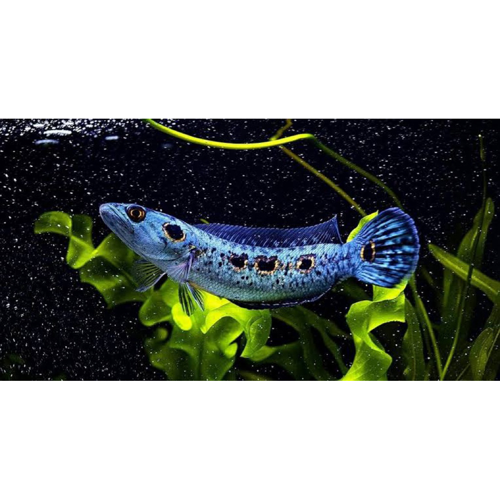 patung pleuro 11-13 cm