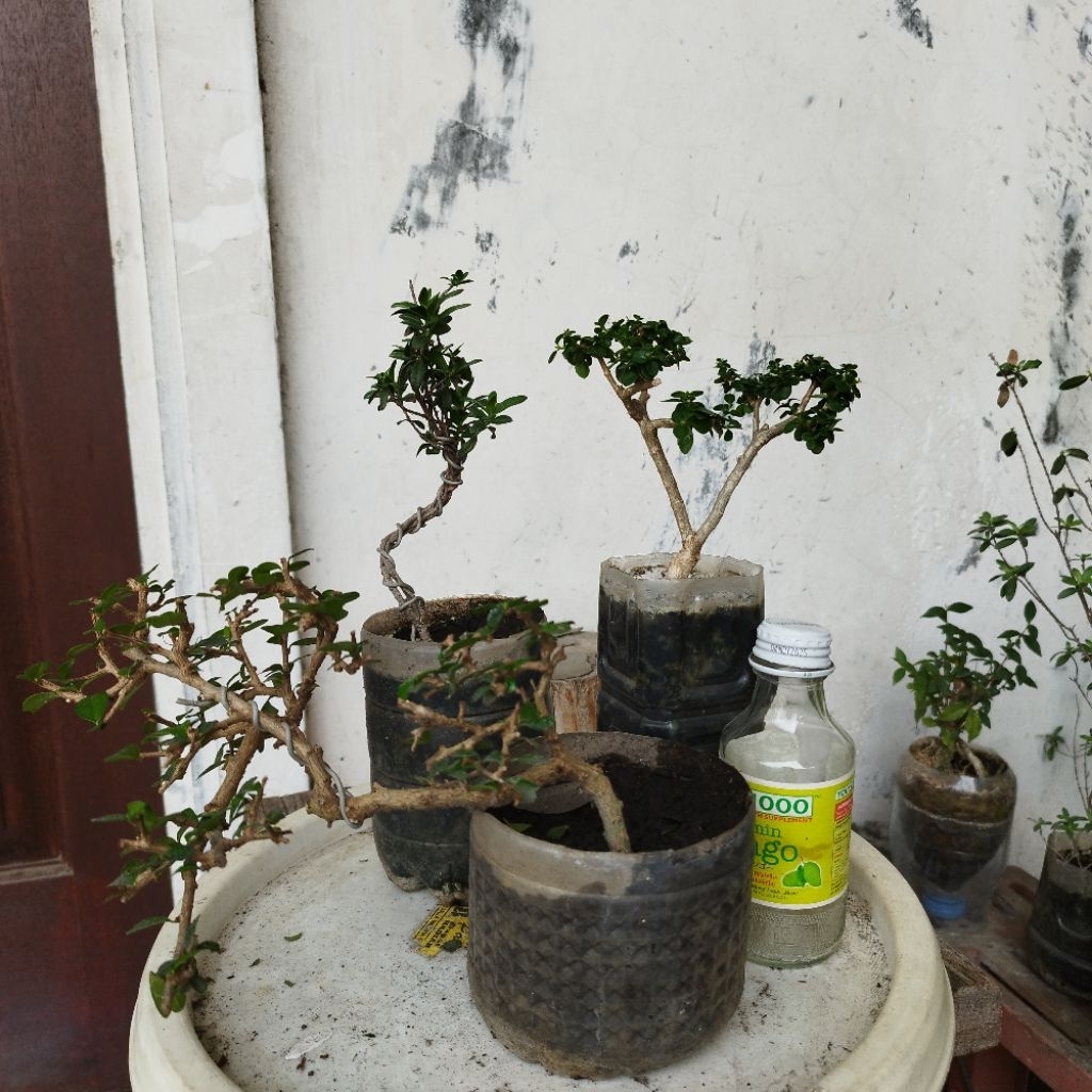 Bonsai 3pohon Santigi sancang Hokiante