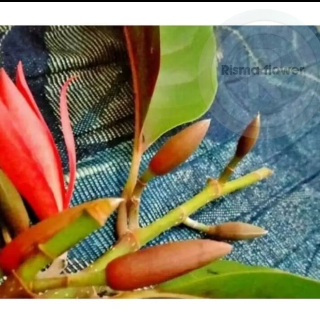 POHON BUNGA KANTIL MERAH TINGGI ± 1 METER / TANAMAN HIAS BUNGA KANTIL MERAH TINGGI 1 METER