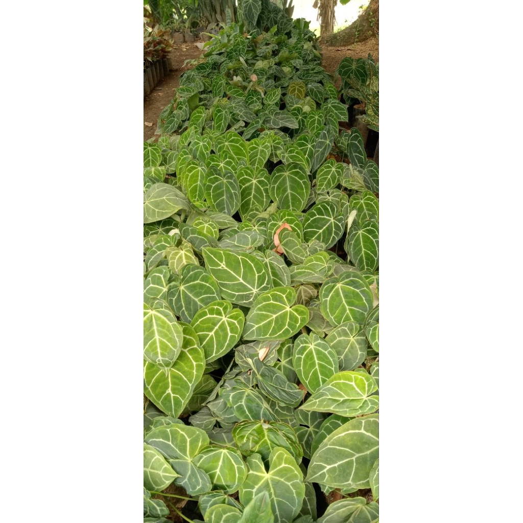 Antorium kuping gajah mini rimbun