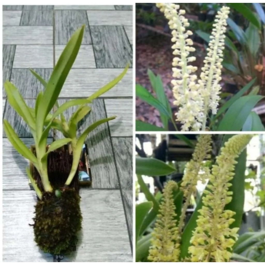 ANGGREK HUTAN LANGKA