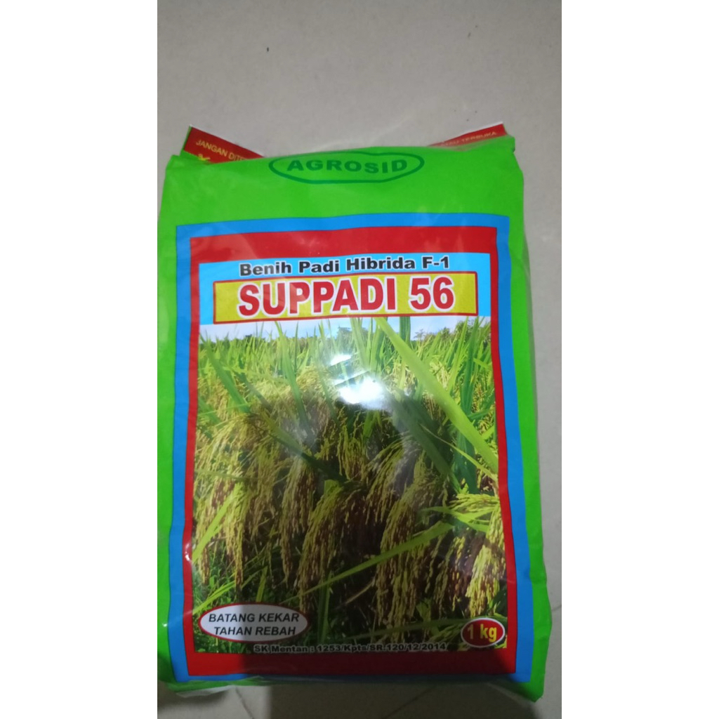 Benih supadi 56