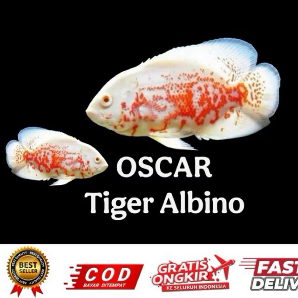 hiasan aquarium oscar tiger albino jumbo