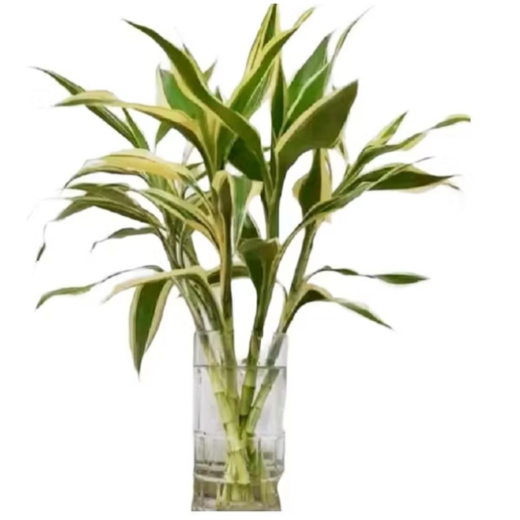 Tanaman hias Sri rejeki putih - pohon bambu hoki Sri rejeki putih - harga perbatang