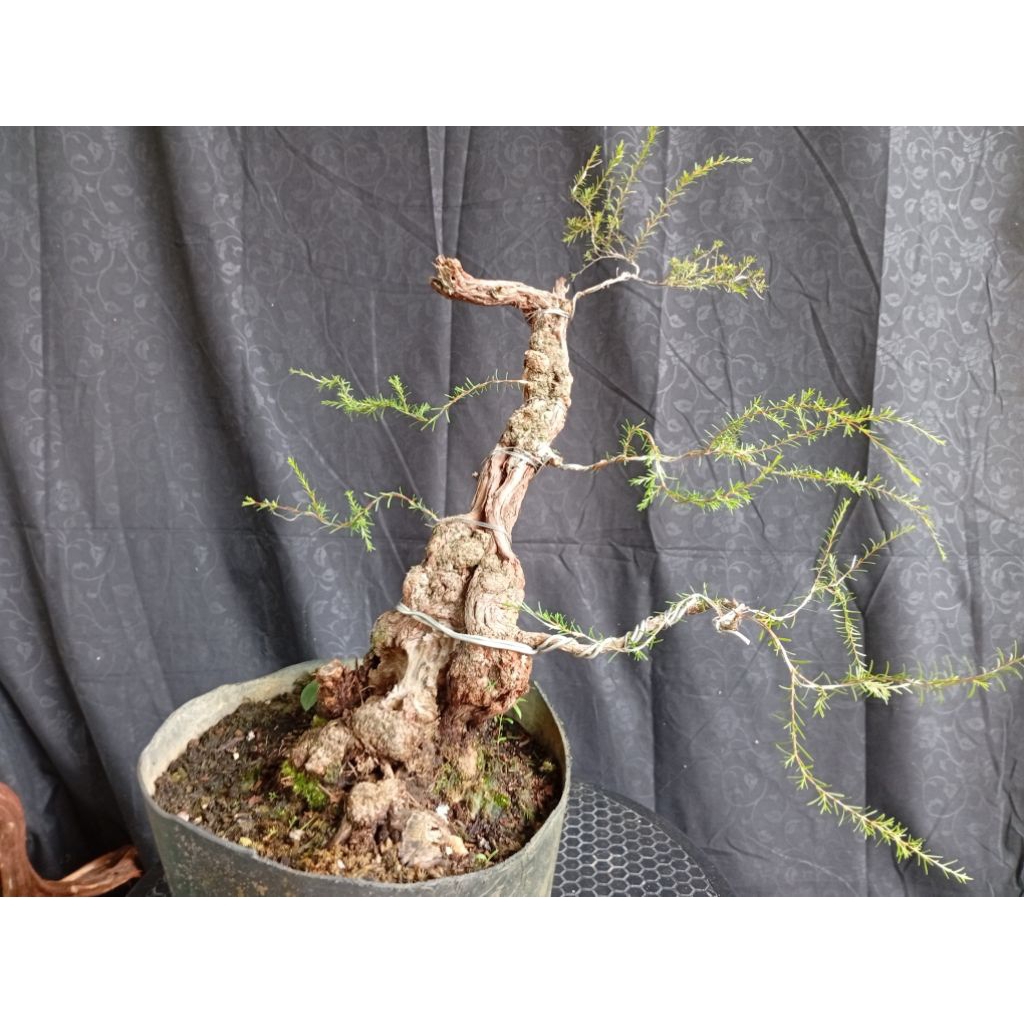 BAHAN BONSAI CUCUR ATAP / SAPU-SAPU ISTIMEWA