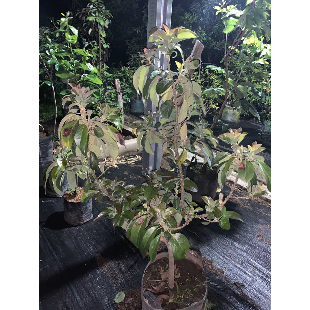 Tanaman Alpukat Red Vietnam berbunga (packing kayu)