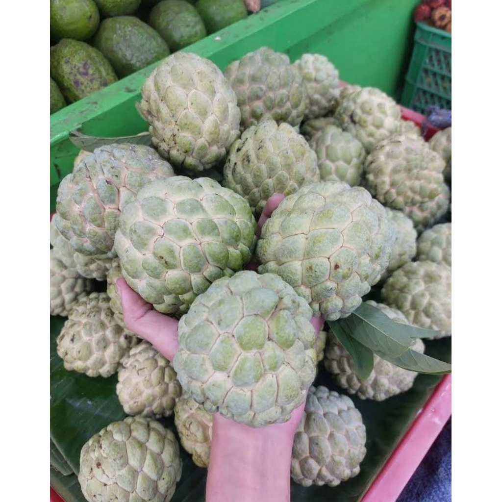 BUAH SRIKAYA SEGAR 1 KG