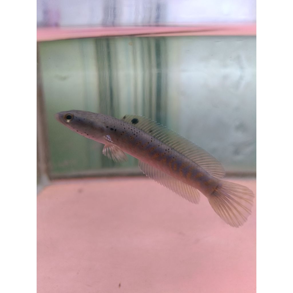 Channa blue pulchra 7-8cm bahan progres